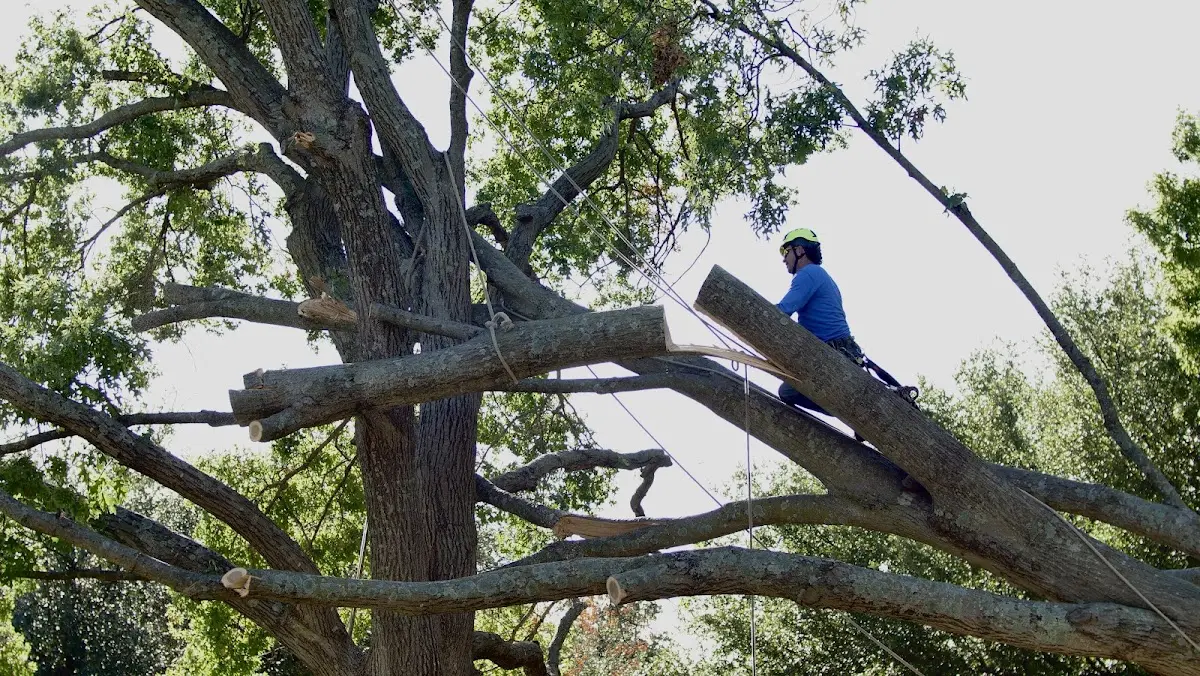 Professional Crown Thinning performed by certified arborists in Marlborough